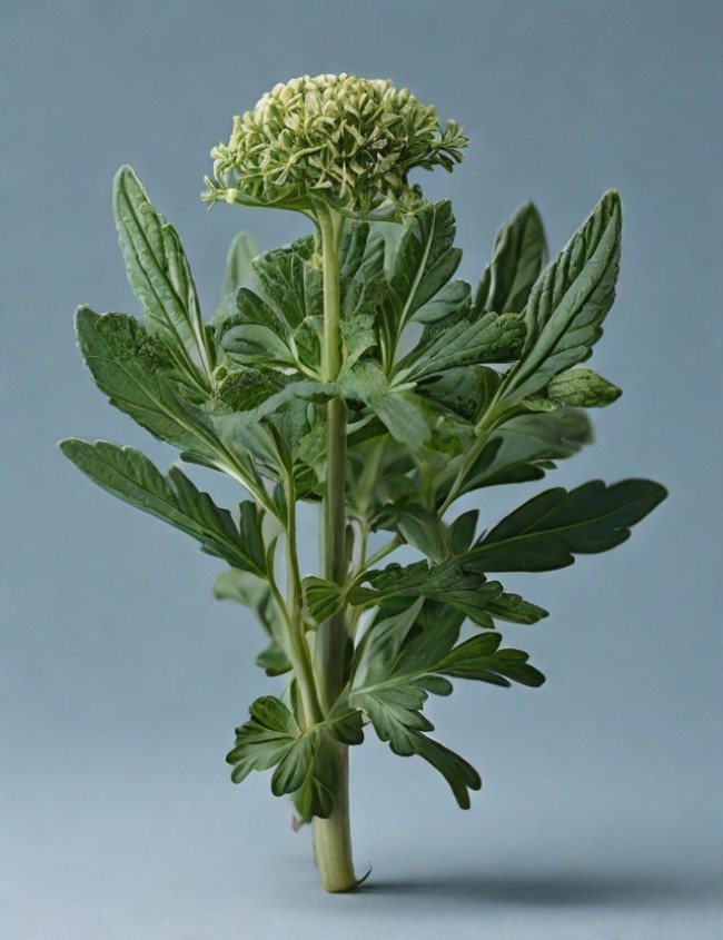 Kollagen als Nahrungsergänzungsmittel von Schross Natural Supplements